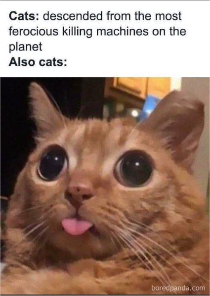 descendant caturday majorgeeks.jpg